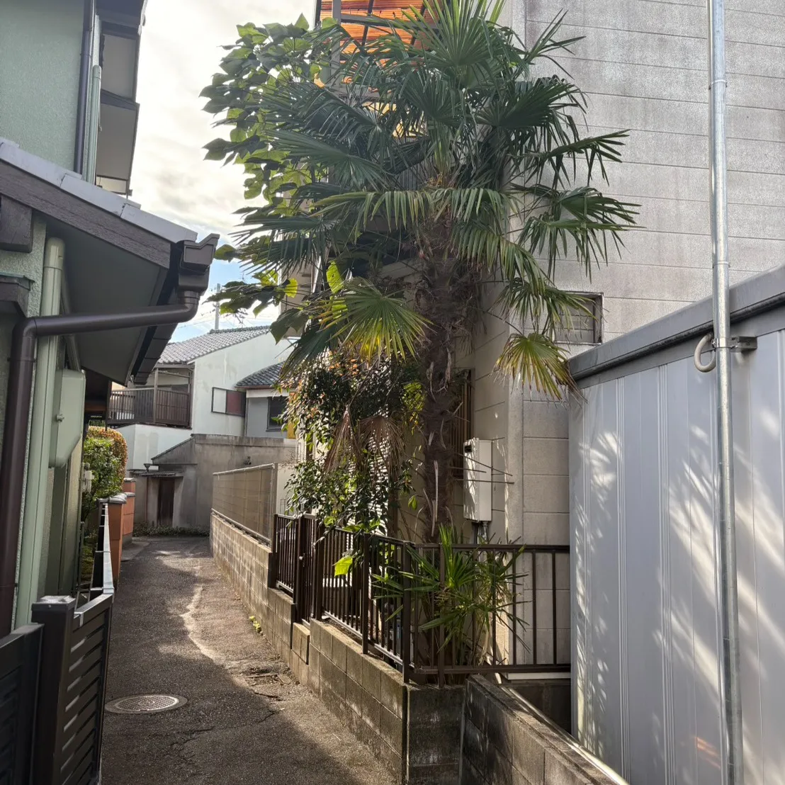 今回、生木の伐採をお手伝いさせていただきました。