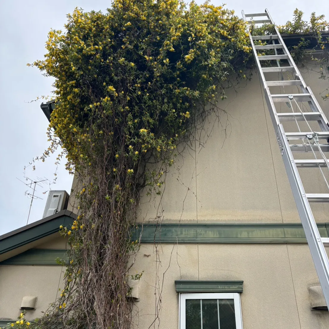 本日はお客様宅の外壁に長らく存在していた木の撤去を行いました...